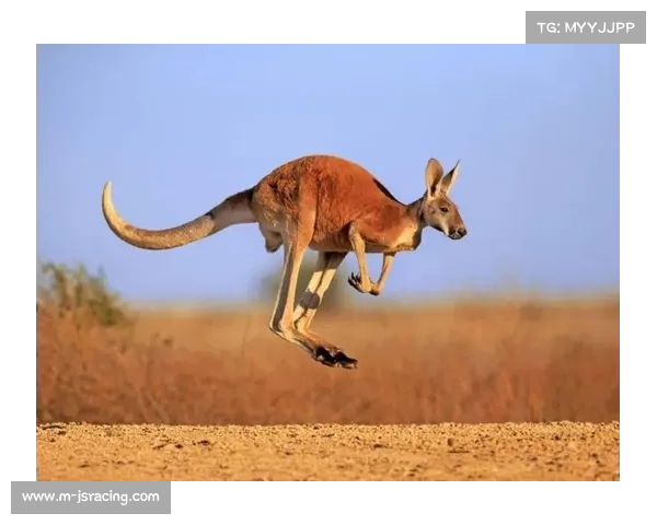 泳坛庆祝文化差异引争议 澳大利亚选手袋鼠跳遭国际警告
